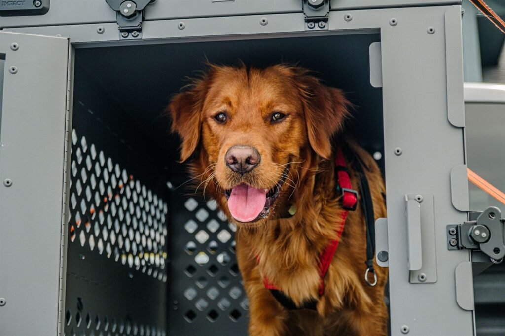 A golden retriever standing in the open doorway of a large metal travel crate