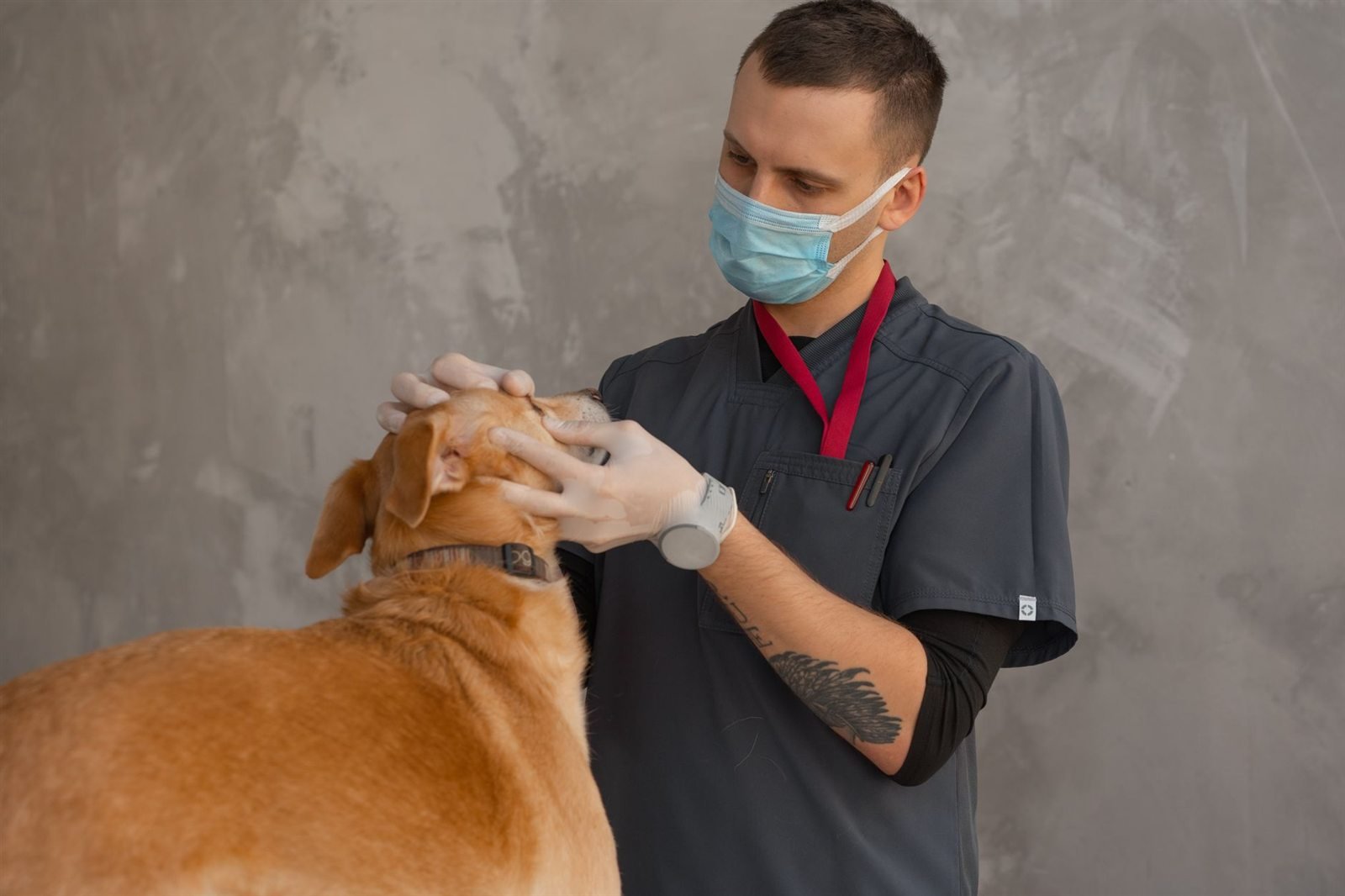 A veterinarian in scrubs examining a dog in a clinic