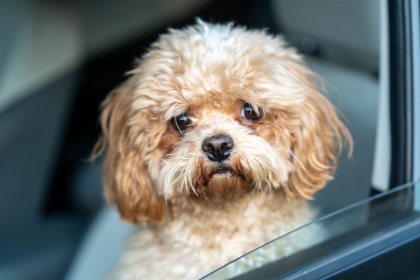 A small curly-haired dog sitting beside a car window